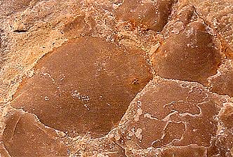 Brachiopodenschalen, gefunden in den Amplebener Kuhlen.