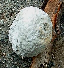Oberkreide-Schwamm (Camerospongia fungiformis)