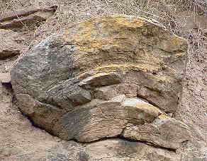 Einer der vielen Stromatolithen im Heeseberg. Noch heute rezente Riffbildner in Australien.