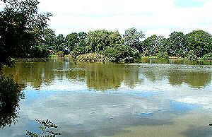 Der nrdliche Teich, ein Wasservogelparadies