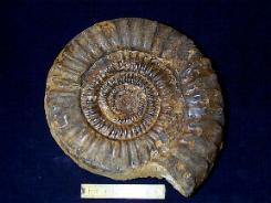 Ammonit Conoriceras. Durchmesser 30 cm. Fundort Schppenstedt.